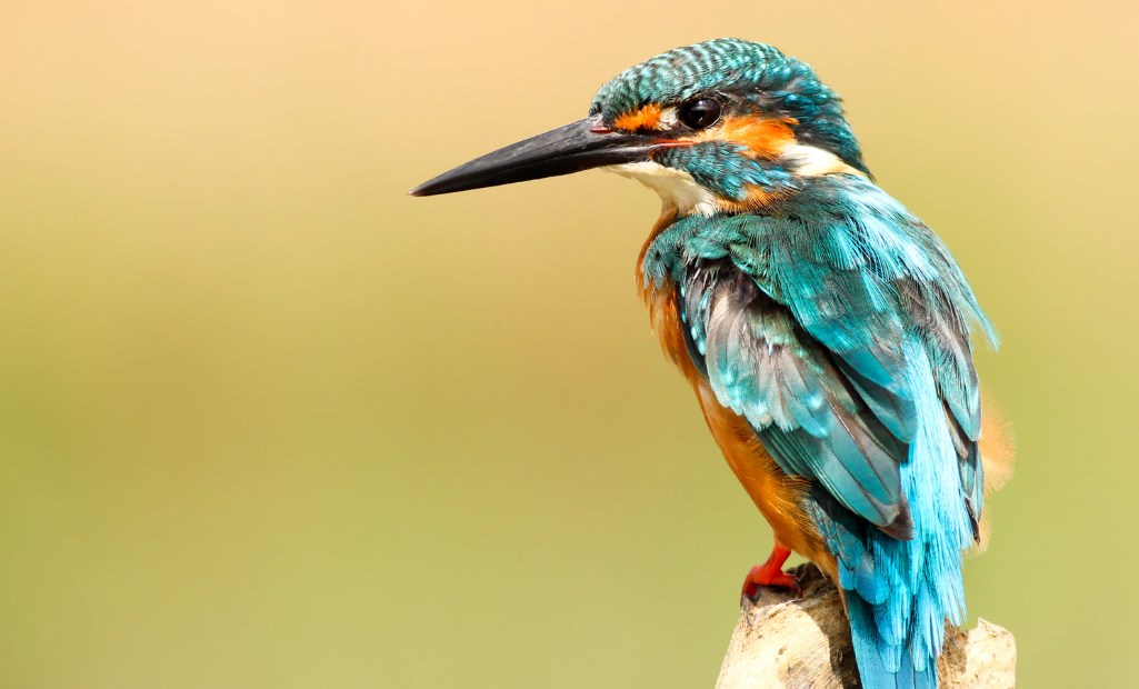 Humming Bird Latest – Impact on Search Engine Queries